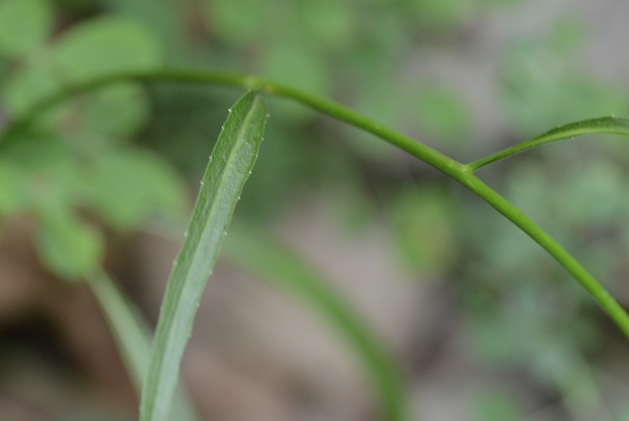 Phyteuma scheuchzeri / Raponzolo di Scheuchzer